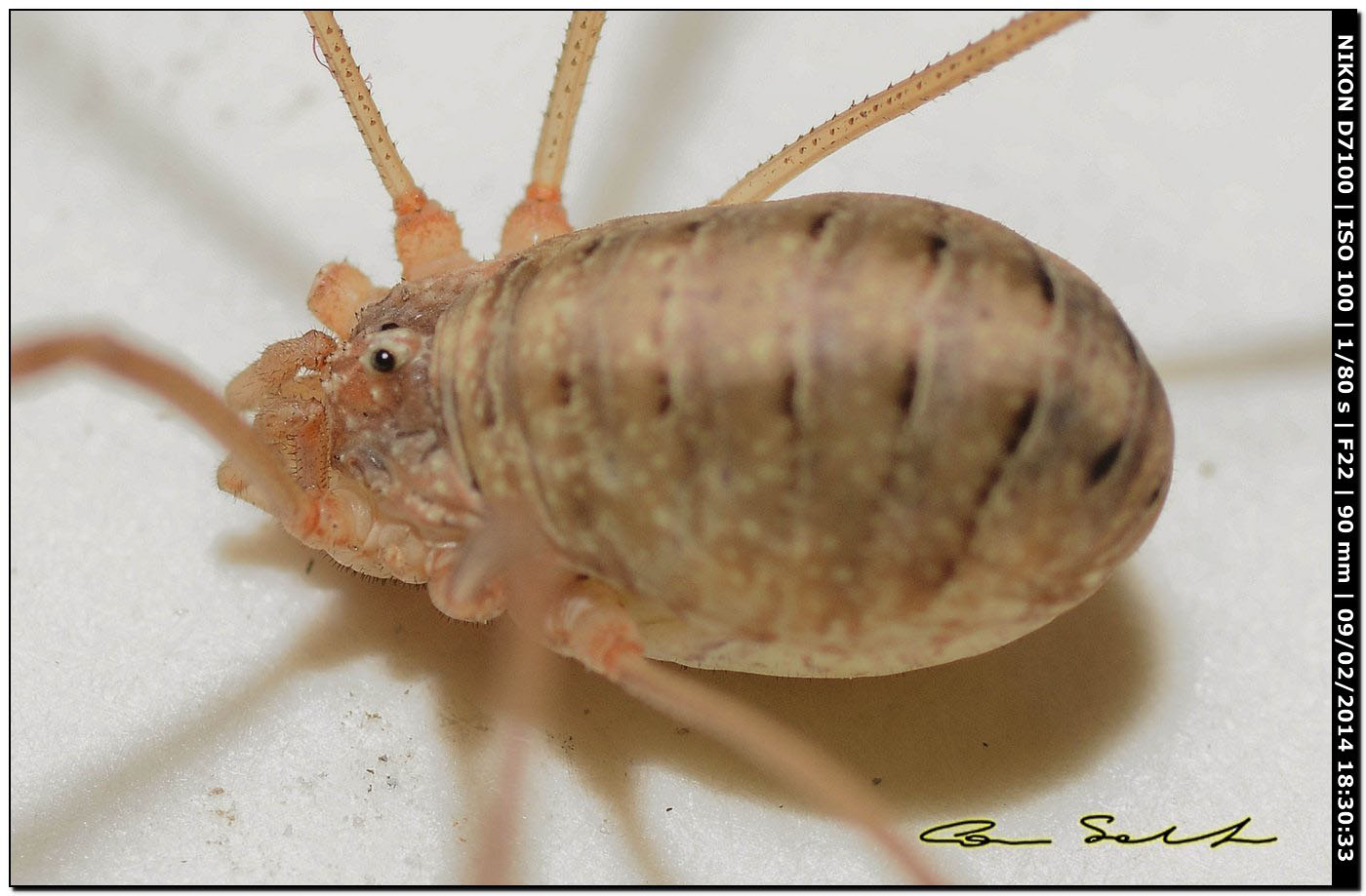 Opilio canestrinii (albino)